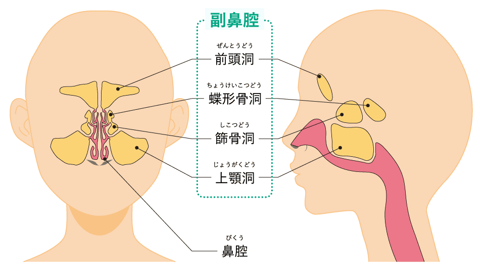 副鼻腔の解剖図