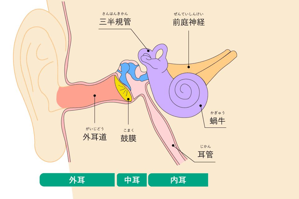 外耳・中耳・内耳の解剖図