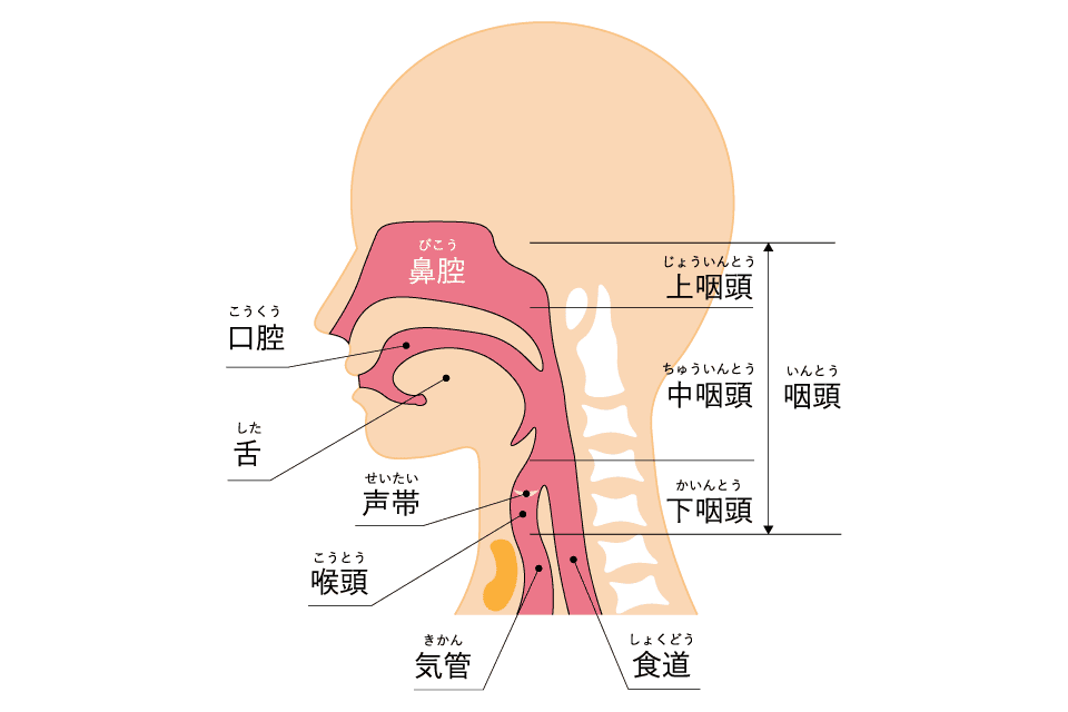 のどの解剖図