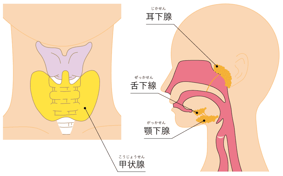 甲状腺腫瘍・唾液腺腫瘍